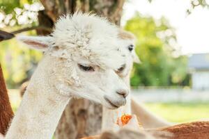 Cute alpaca with funny face eating feed in hand on ranch in summer day. Domestic alpacas grazing on pasture in natural eco farm, countryside background. Animal care and ecological farming concept. photo