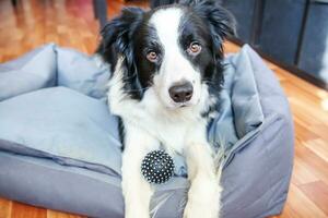 Stay home. Funny portrait of smilling puppy dog border collie lying in dog bed indoors. New lovely member of family little dog at home gazing and waiting. Pet care and animal life quarantine concept. photo