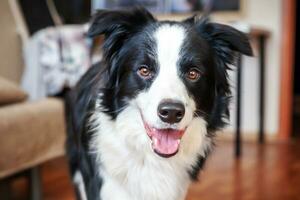 quedarse en casa. divertido retrato de un lindo cachorro sonriente collie fronterizo en el interior. nuevo miembro encantador de la familia perrito en casa mirando y esperando. cuidado de mascotas y concepto de cuarentena de vida animal. foto