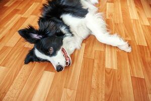 quedarse en casa. divertido retrato de cachorro sonriente border collie tirado en el suelo en el interior. nuevo miembro encantador de la familia perrito en casa mirando y esperando. cuidado de mascotas y concepto de cuarentena de vida animal. foto