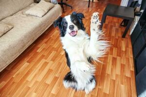 Stay home. Funny portrait of smilling puppy dog border collie sitting on floor indoors. New lovely member of family little dog at home gazing and waiting. Pet care and animal life quarantine concept. photo