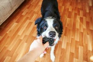 retrato divertido de un lindo cachorro sonriente collie fronterizo sosteniendo una pelota de juguete en la boca. nuevo miembro encantador de la familia perrito en casa jugando con el dueño. cuidado de mascotas y concepto de animales. foto