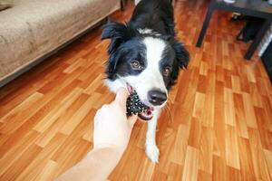 Funny portrait of cute smilling puppy dog border collie holding toy ball in mouth. New lovely member of family little dog at home playing with owner. Pet care and animals concept. photo