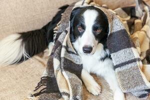 Stay home. Funny portrait of puppy dog border collie lying on couch under plaid indoors. New lovely member of family little dog at home warming under blanket. Pet care animal life quarantine concept. photo