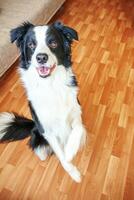 quedarse en casa. divertido retrato de cachorro sonriente collie fronterizo sentado en el suelo en el interior. nuevo miembro encantador de la familia perrito en casa mirando y esperando. cuidado de mascotas y concepto de cuarentena de vida animal. foto