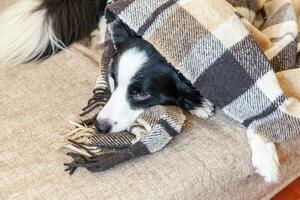 quedarse en casa. divertido retrato de cachorro border collie acostado en el sofá bajo la tela escocesa en el interior. nuevo miembro encantador de la familia perrito en casa calentándose bajo una manta. concepto de cuarentena de vida animal para el cuidado de mascotas. foto