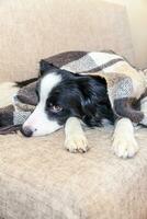 Stay home. Funny portrait of puppy dog border collie lying on couch under plaid indoors. New lovely member of family little dog at home warming under blanket. Pet care animal life quarantine concept. photo