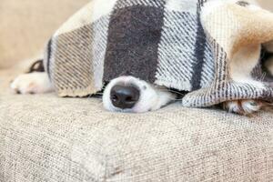 Stay home. Funny portrait of puppy dog border collie lying on couch under plaid indoors. Dog nose sticks out from under plaid close up. Pet care animal life quarantine concept. photo