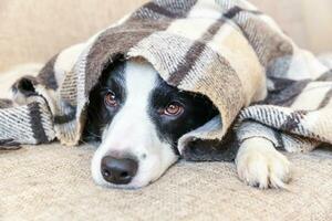 Stay home. Funny portrait of puppy dog border collie lying on couch under plaid indoors. New lovely member of family little dog at home warming under blanket. Pet care animal life quarantine concept. photo