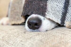 Stay home. Funny portrait of puppy dog border collie lying on couch under plaid indoors. Dog nose sticks out from under plaid close up. Pet care animal life quarantine concept. photo