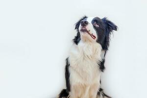 Funny studio portrait of cute smiling puppy dog border collie isolated on white background. New lovely member of family little dog gazing and waiting for reward. Pet care and animals concept. photo