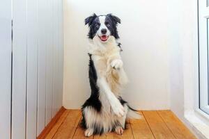 Funny portrait of cute smiling puppy dog border collie indoor. New lovely member of family little dog at home gazing and waiting for reward. Funny pets animals life concept. photo