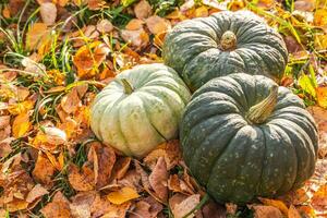 Autumnal Background. Autumn fall pumpkins on dried fall leaves garden background outdoor. October september wallpaper Change of seasons ripe organic food concept Halloween party Thanksgiving day. photo