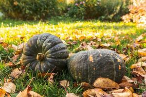 Autumnal Background. Autumn fall pumpkins on dried fall leaves garden background outdoor. October september wallpaper Change of seasons ripe organic food concept Halloween party Thanksgiving day. photo