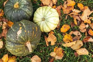 fondo otoñal. calabazas de otoño sobre hojas secas de otoño fondo de jardín al aire libre. octubre septiembre papel tapiz cambio de estaciones concepto de alimentos orgánicos maduros fiesta de halloween día de acción de gracias. foto