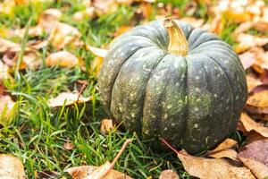 Autumnal Background. Autumn fall pumpkin on dried fall leaves garden background outdoor. October september wallpaper Change of seasons ripe organic food concept Halloween party Thanksgiving day. photo