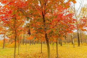 vista natural de otoño de los árboles con hojas de naranja roja en el bosque o parque del jardín. hojas de arce durante la temporada de otoño. naturaleza inspiradora en octubre o septiembre. concepto de cambio de estaciones. foto