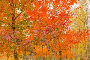 Natural autumn fall view of trees with red orange leaf in garden forest or park. Maple leaves during autumn season. Inspirational nature in october or september. Change of seasons concept. photo