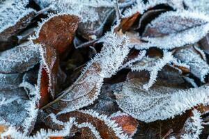 Frosty leaves with shiny ice frost in snowy forest park. Fallen leaves covered hoarfrost and in snow. Tranquil peacful winter nature. Extreme north low temperature, cool winter weather outdoor. photo