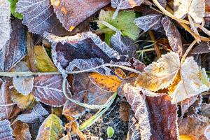 escarchado hojas con brillante hielo escarcha en Nevado bosque parque. caído hojas cubierto escarcha y en nieve. tranquilo pacífico invierno naturaleza. extremo norte bajo temperatura, frio invierno clima exterior. foto