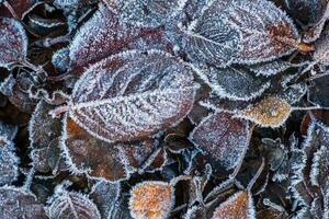 Frosty leaves with shiny ice frost in snowy forest park. Fallen leaves covered hoarfrost and in snow. Tranquil peacful winter nature. Extreme north low temperature, cool winter weather outdoor. photo