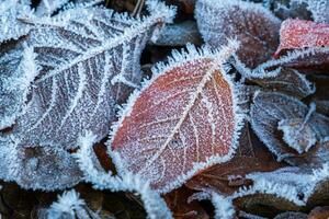 escarchado hojas con brillante hielo escarcha en Nevado bosque parque. caído hojas cubierto escarcha y en nieve. tranquilo pacífico invierno naturaleza. extremo norte bajo temperatura, frio invierno clima exterior. foto