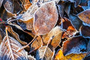 Frosty leaves with shiny ice frost in snowy forest park. Fallen leaves covered hoarfrost and in snow. Tranquil peacful winter nature. Extreme north low temperature, cool winter weather outdoor. photo