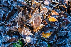 Frosty leaves with shiny ice frost in snowy forest park. Fallen leaves covered hoarfrost and in snow. Tranquil peacful winter nature. Extreme north low temperature, cool winter weather outdoor. photo