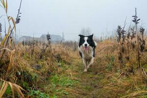 Pet activity. Cute puppy dog border collie running in autumn park outdoor. Pet dog on walking in foggy autumn fall day. Hello Autumn cold weather concept. photo