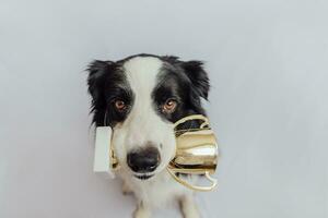 Cute puppy dog border collie holding gold champion trophy cup in mouth isolated on white background. Winner champion funny dog. Victory first place of competition. Winning or success concept. photo