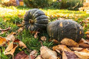 Autumnal Background. Autumn fall pumpkins on dried fall leaves garden background outdoor. October september wallpaper Change of seasons ripe organic food concept Halloween party Thanksgiving day. photo