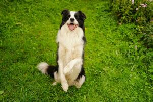 Outdoor portrait of cute smiling puppy border collie sitting on park background. Little dog with funny face in sunny summer day outdoors. Pet care and funny animals life concept. photo