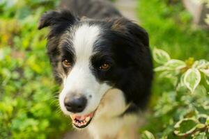 Outdoor portrait of cute smiling puppy border collie sitting on park background. Little dog with funny face in sunny summer day outdoors. Pet care and funny animals life concept. photo