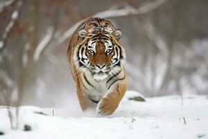 un Tigre caminando mediante el nieve. generativo ai foto