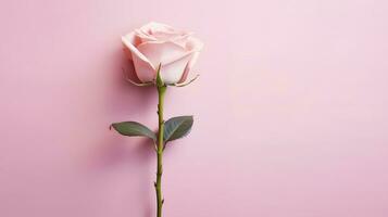 pink rose isolated on light pink background. Valentine's Day or Mother's Day decoration. generative ai photo