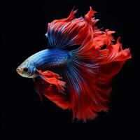 Shot of beautiful betta fish in black background AI Generative photo