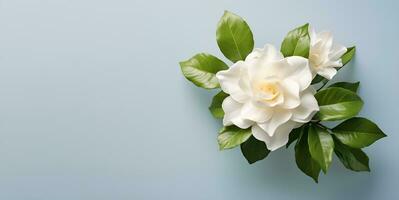 beautiful gardenia flower copy space, ai generative photo