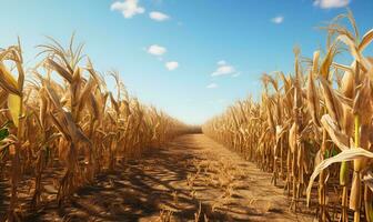 Drought corn fields wilt yellow, ai generative photo