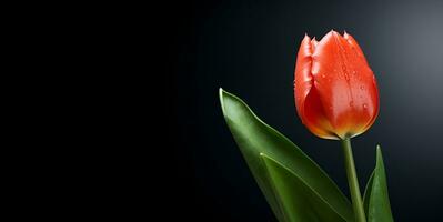 hermosa tulipanes blanco espacio, ai generativo foto