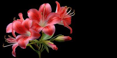 red alstroemeria beautiful flowers copy space, ai generative photo