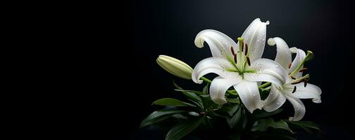 beautiful lily flower blank space, ai generative photo