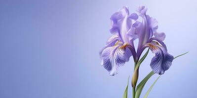 beautiful iris flower blank space background, ai generative photo