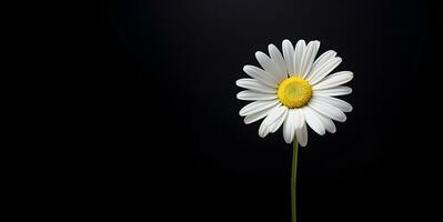 hermosa margarita flor blanco espacio fondo, ai generativo foto