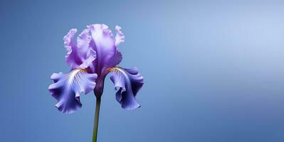 beautiful iris flower blank space background, ai generative photo