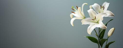 beautiful lily flower blank space, ai generative photo