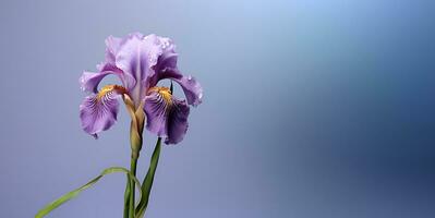 beautiful iris flower blank space background, ai generative photo