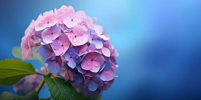 beautiful hydrangea flowers blank space background, ai generative photo