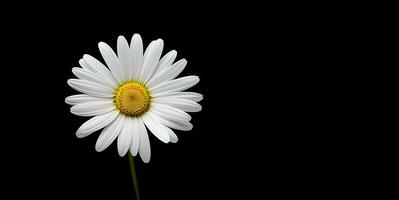 beautiful daisy flower blank space background, ai generative photo