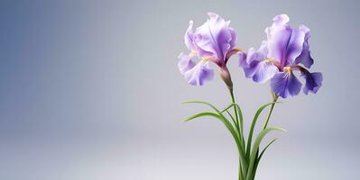 hermosa iris flor blanco espacio fondo, ai generativo foto