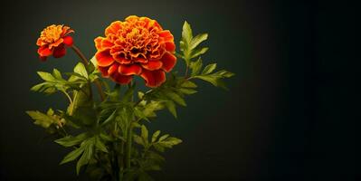 beautiful marigold flower macro blank space, ai generative photo